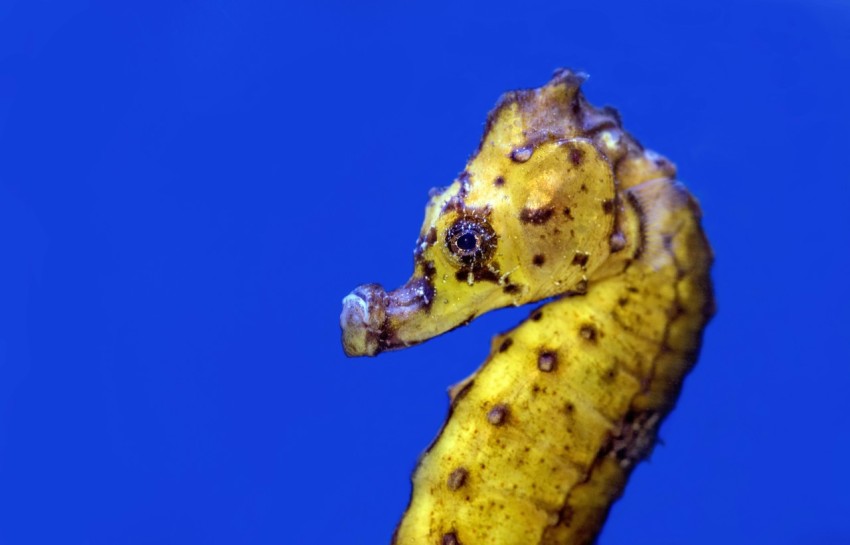 brown seahorse