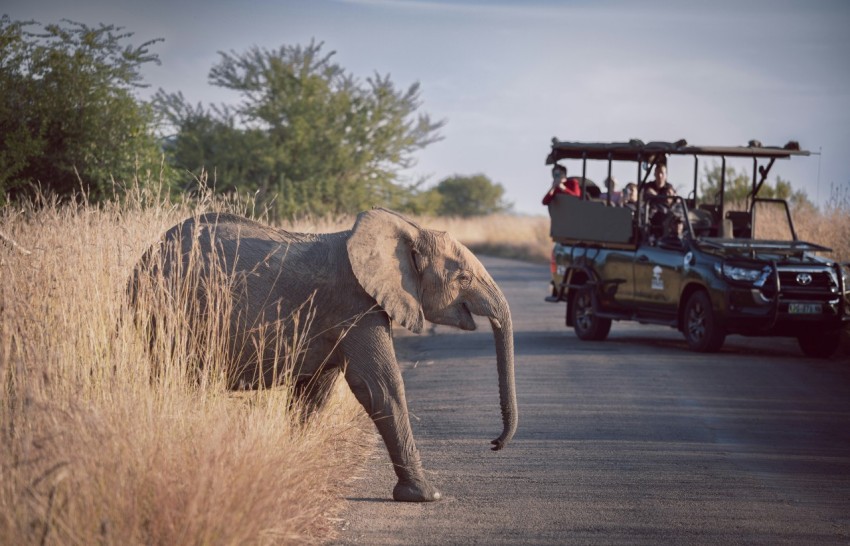 an elephant carrying people