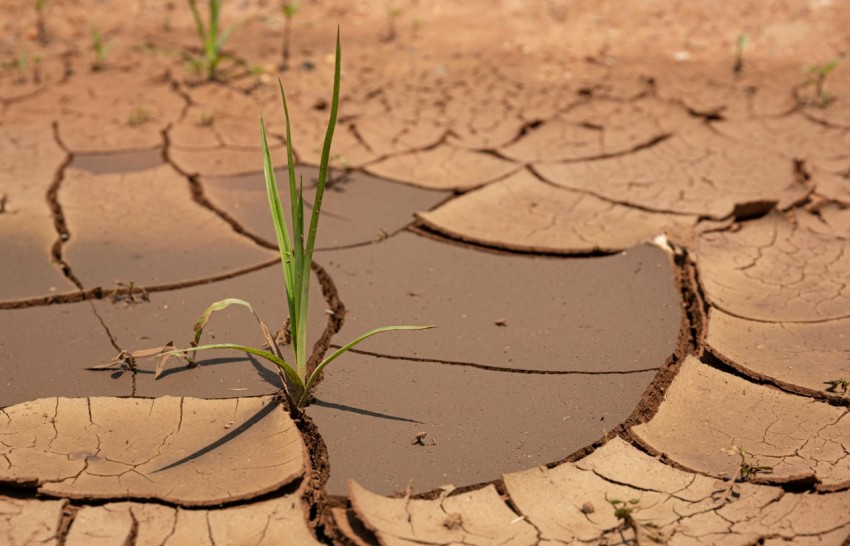 a plant sprouts out of the mud in the desert