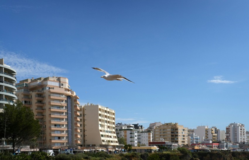 a seagull flying over a body of water