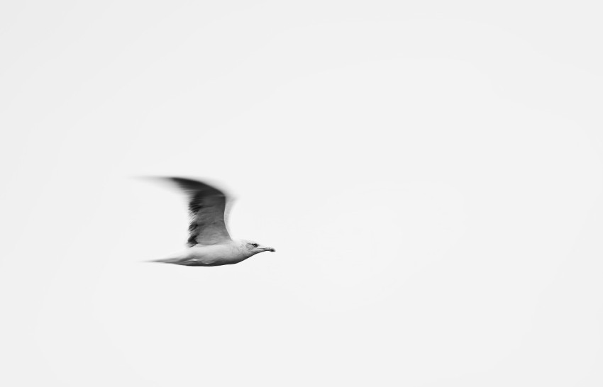 white bird flying in the sky