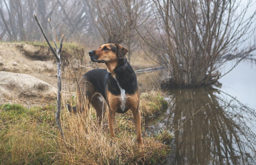 a dog standing next to a body of water