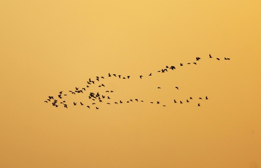 a flock of birds flying in the sky