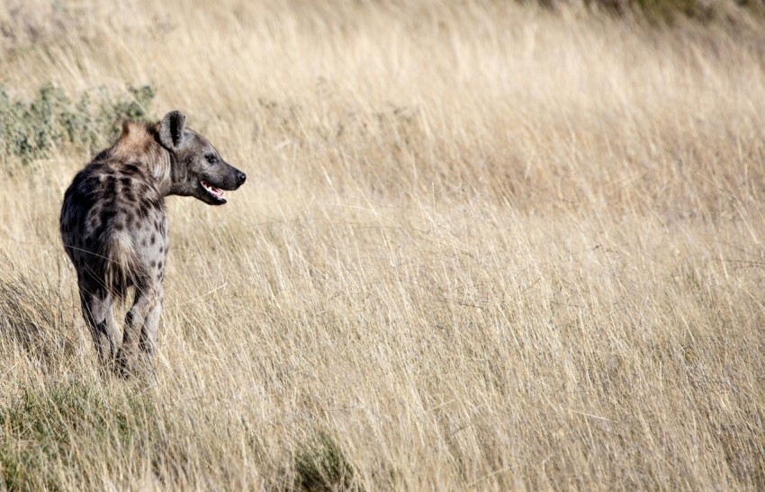 african wild dog on grass during daytime