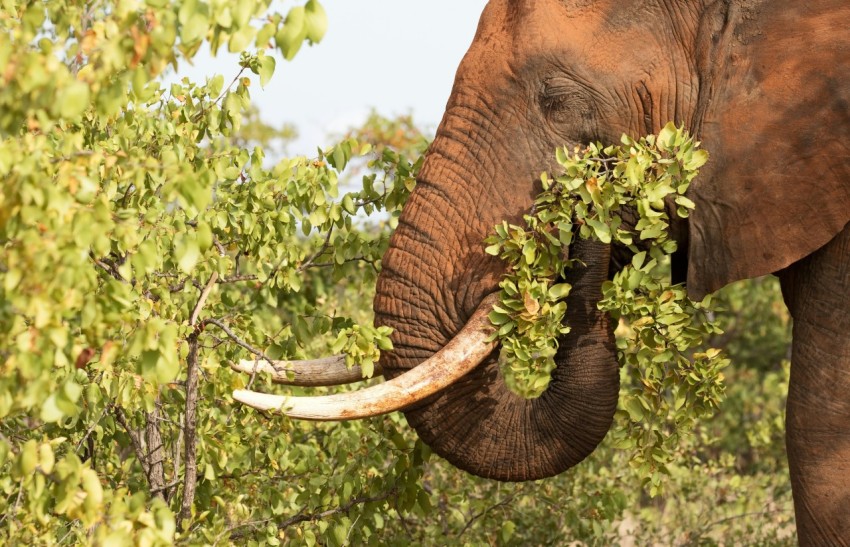 brown elephant