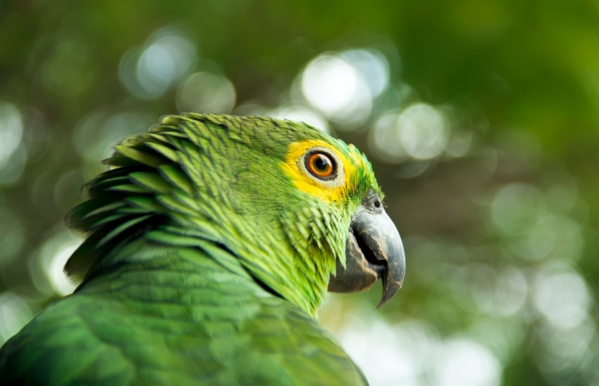 green macaw