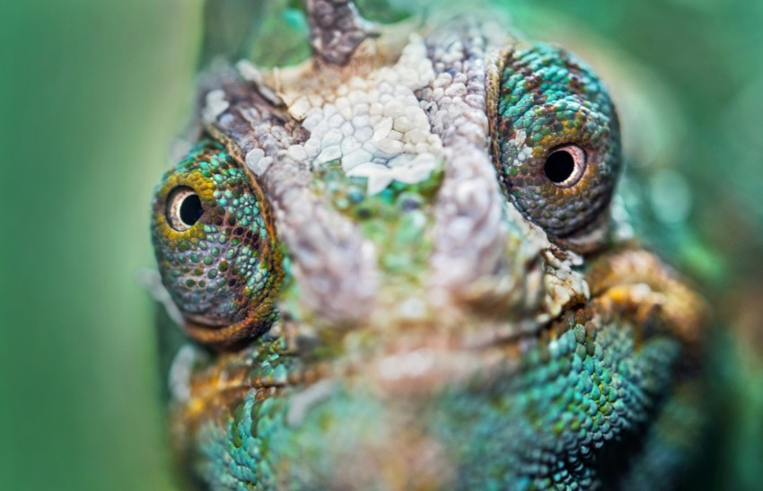 green and brown chameleon lXFAF