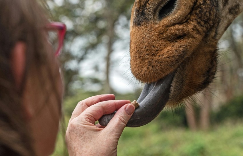 person putting pellet on tongue