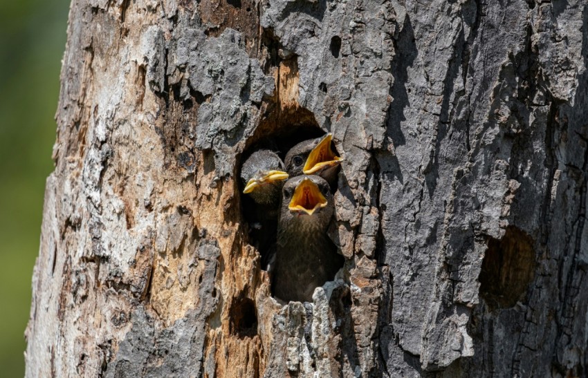 a bird is poking its head out of a hole in a tree sUTgTO