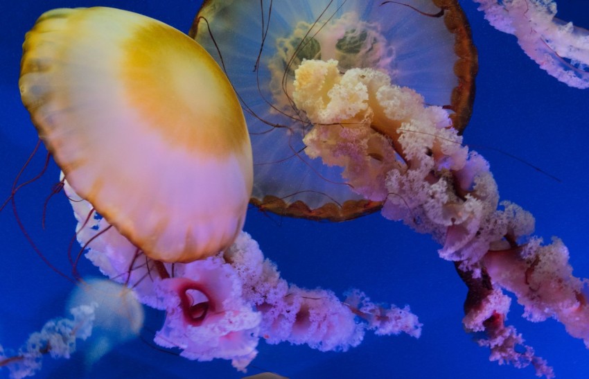 pink and white jellyfish in blue water