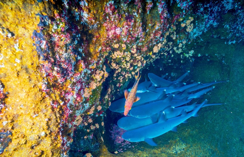 fish near coral reef underwater PNW4SkyU5