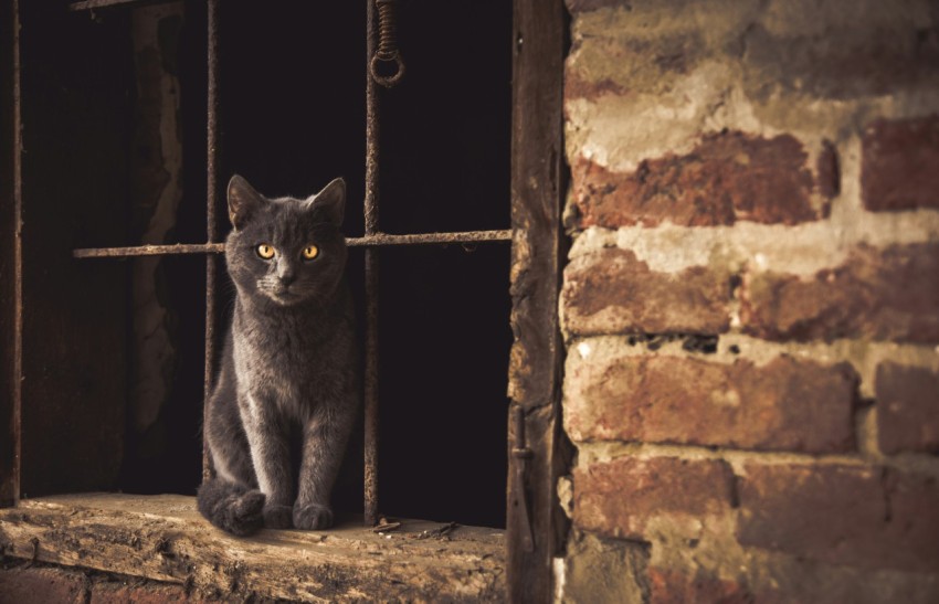 russian cat sitting on window jamb