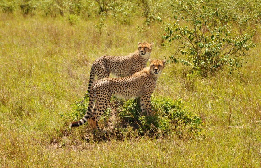 wildlife photography of two cheetahs fwaPOsZI