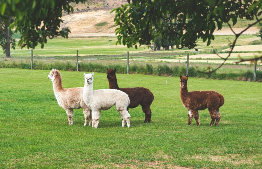 a group of llamas and alpacas in a field lkc_