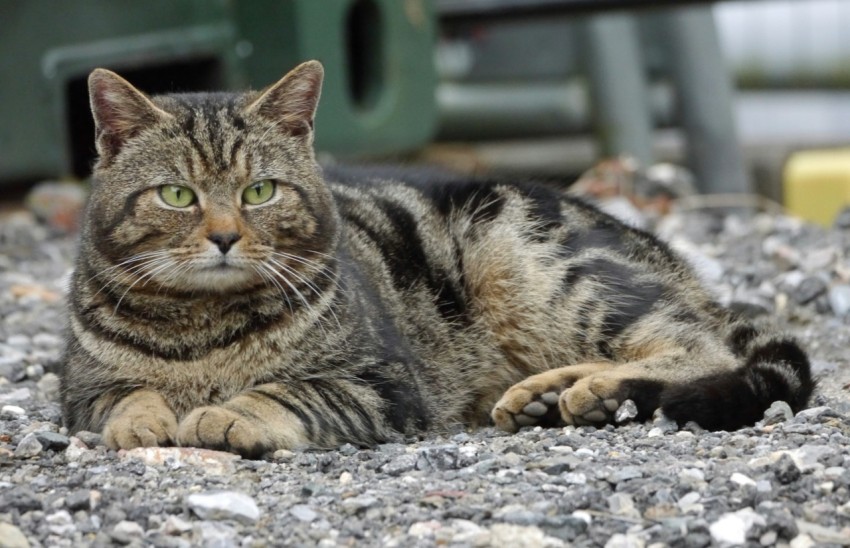 a cat laying on a gravel ground next to a trash can