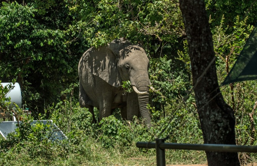 elephant standing near tree and gray tank during daytime