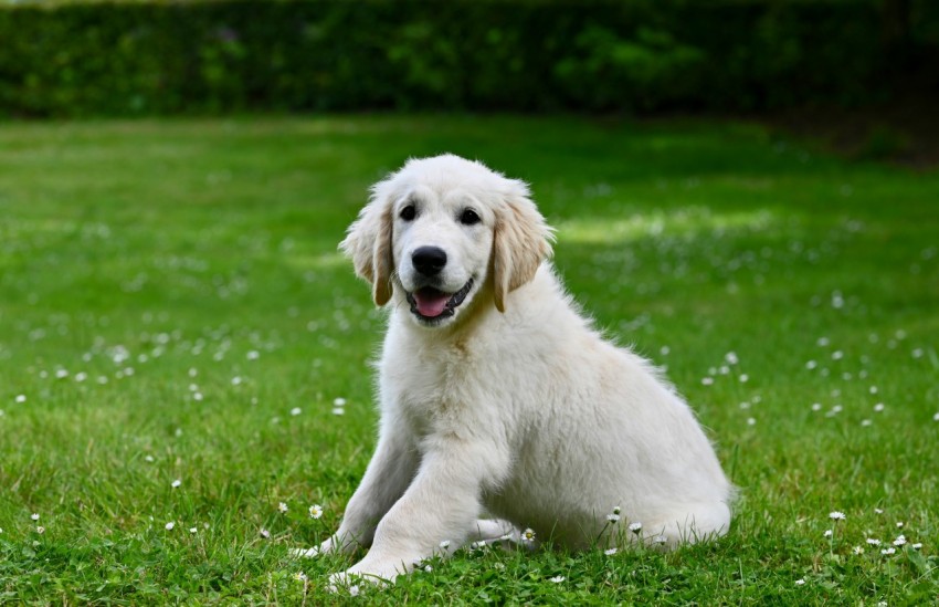 a white dog is sitting in the grass