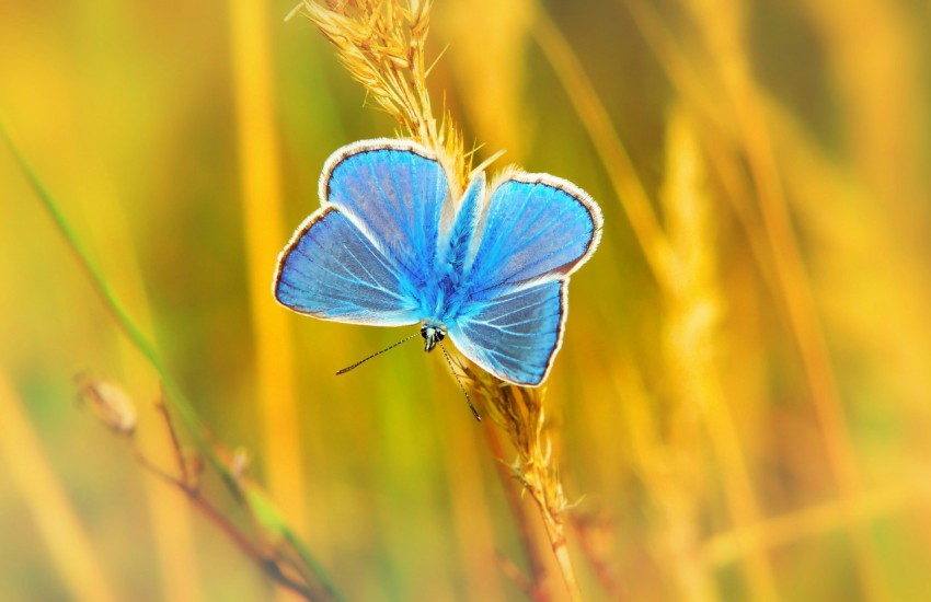 blue butterfly perched on grass at daytime