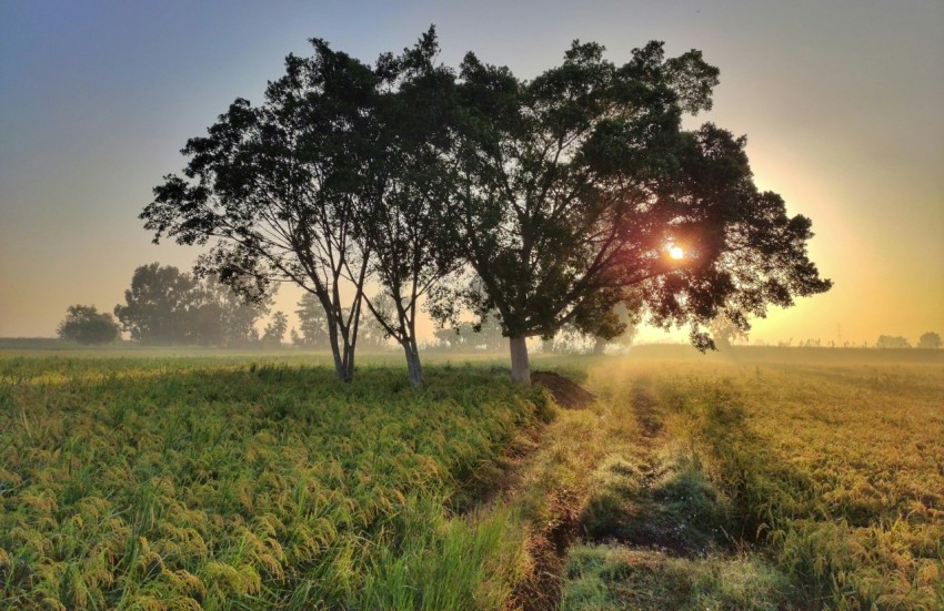 two trees in a field with the sun setting behind them