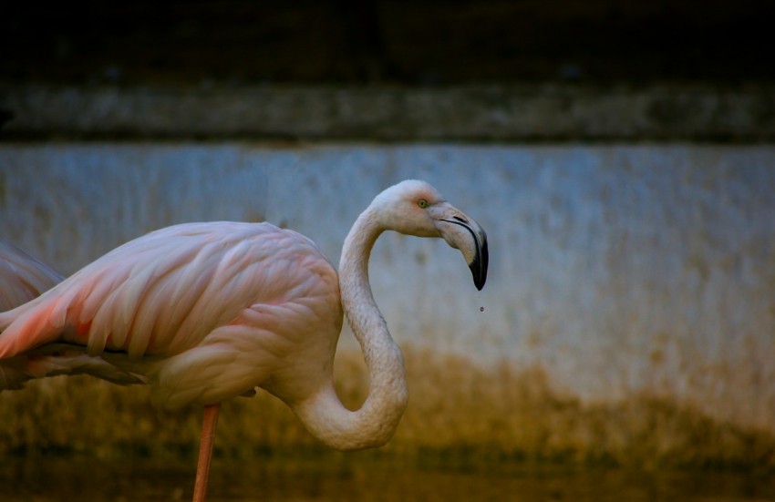 a pink flamingo standing next to a wall I