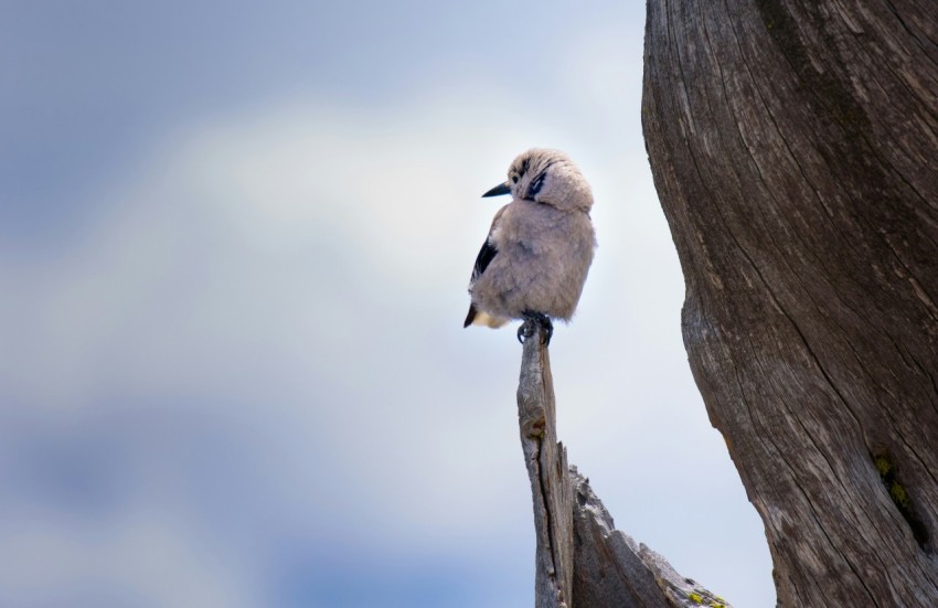 white bird perched on branch during daytime