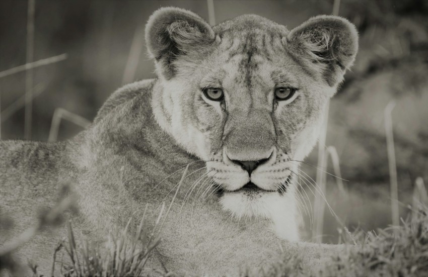 grayscale photo of lioness lying on grass pUA