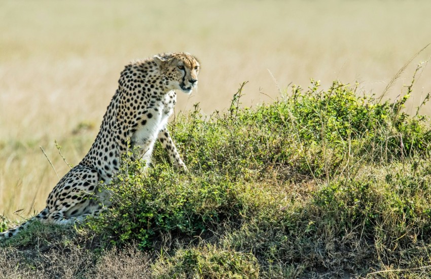 leopard on green field P9