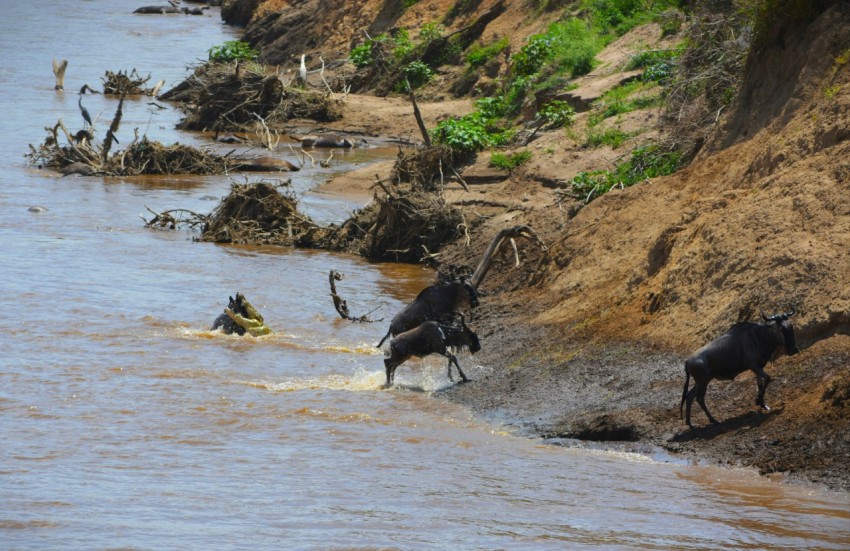 a herd of animals walking across a river