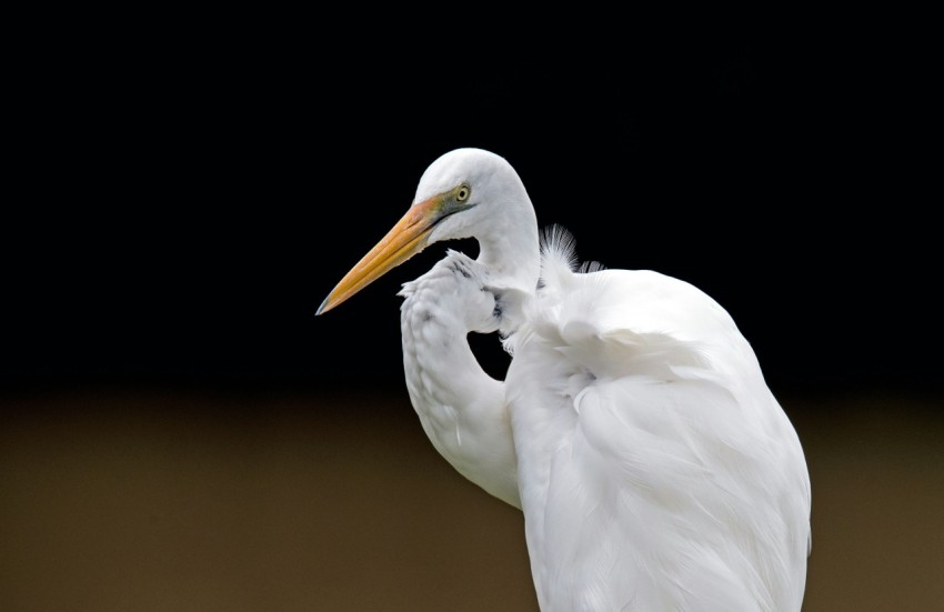 white pelican standing