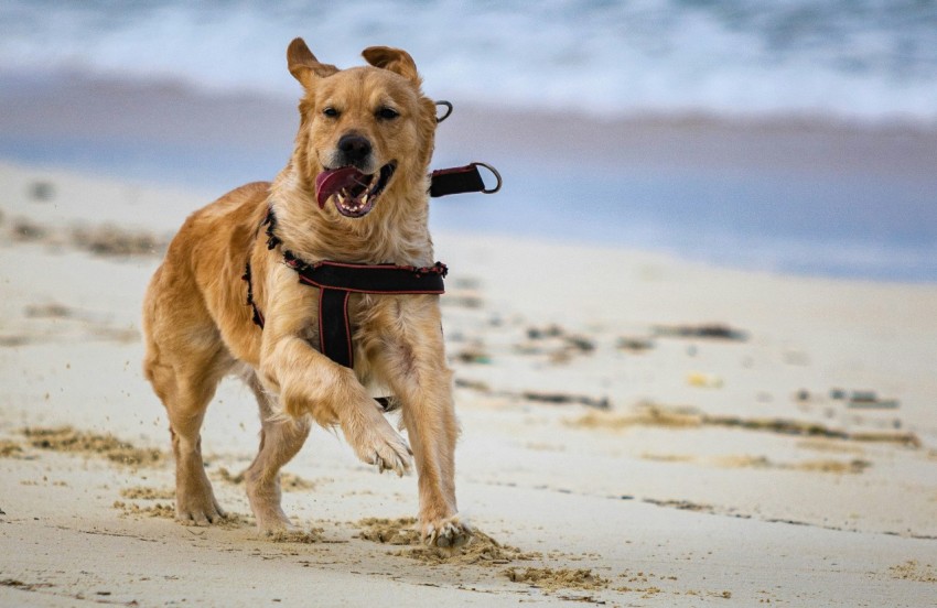 a dog running on the beach with a leash on gdo1m