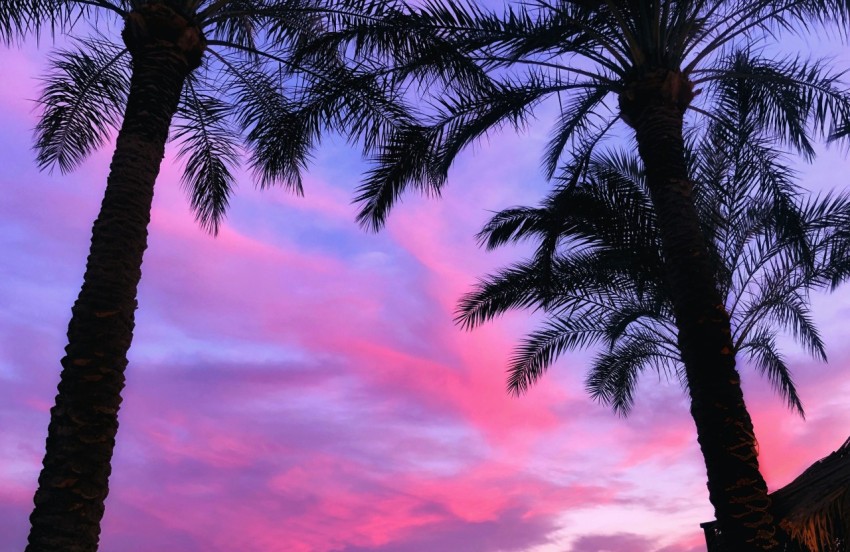 low angle photo of two lined palm trees