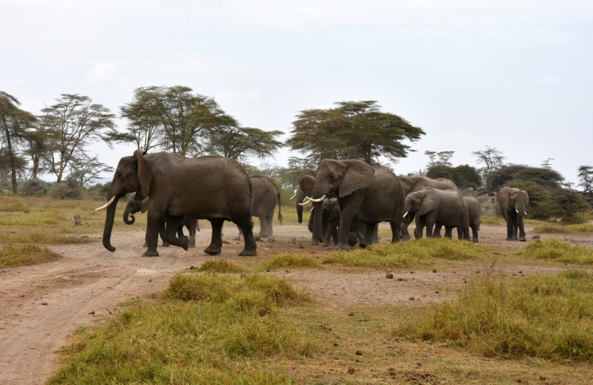 group of elephant walking on brown field during daytime vZBQNuBu