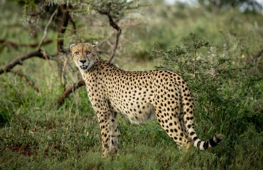 cheetah on green grass field during daytime cqTYHmb