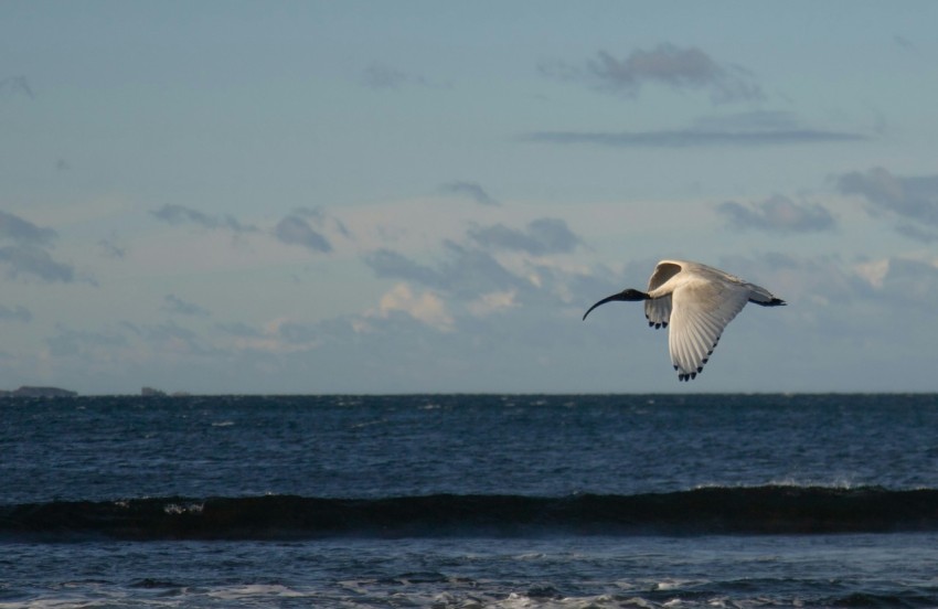 a seagull flying over a body of water