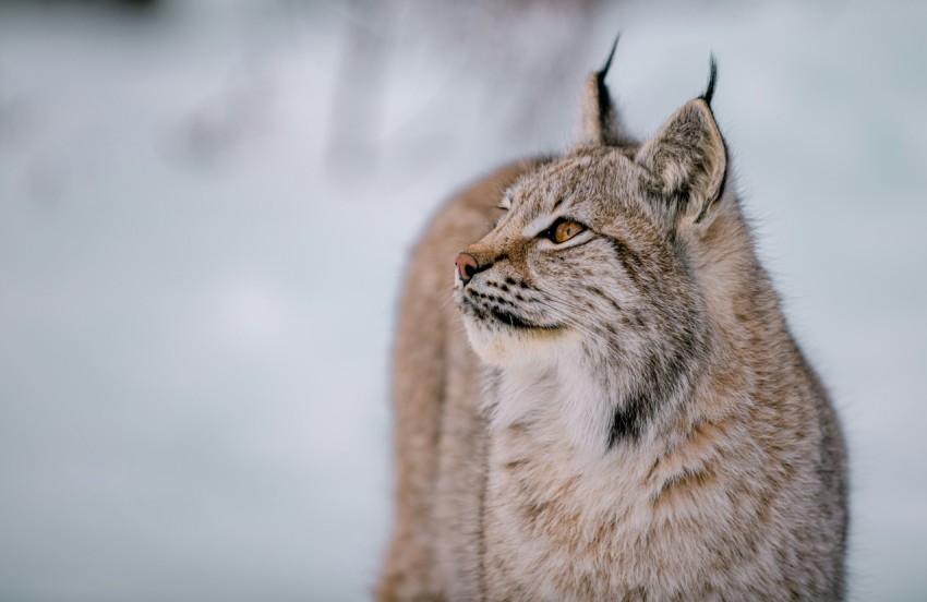 a close up of a cat in the snow