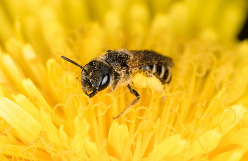 black and yellow bee on yellow flower