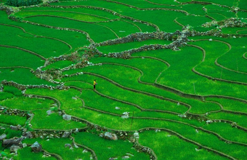 aerial photography of man standing on rice terraces field