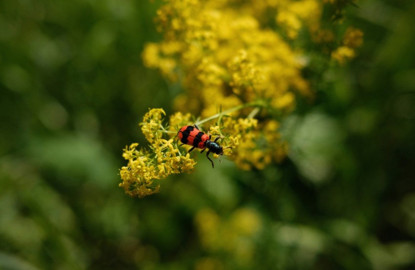 a lady bug sitting on top of a yellow flower