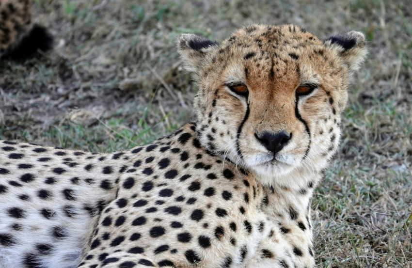 a cheetah sitting in the grass looking at the camera