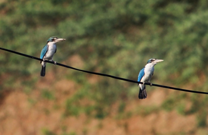 three birds sitting on a wire with a blurry background