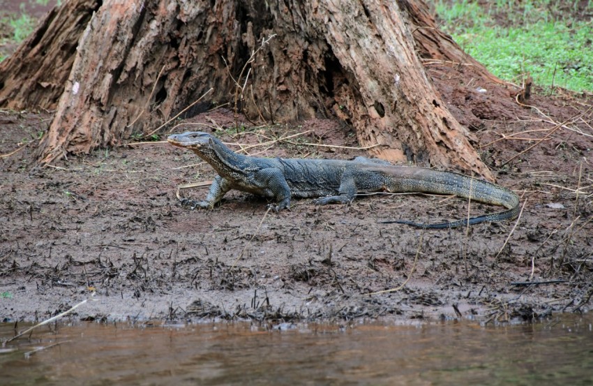 a large lizard sitting on the ground next to a tree