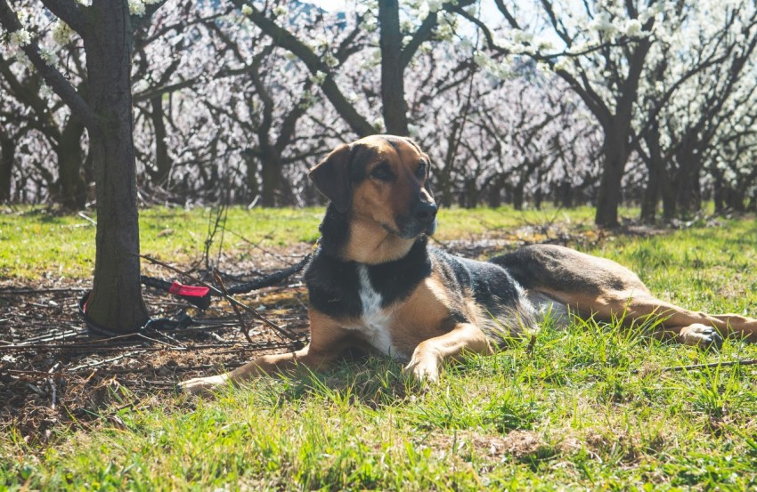 a dog that is laying down in the grass