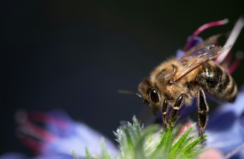 a close up of a bee on a flower