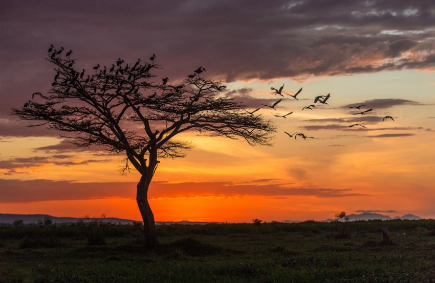 a flock of birds flying over a tree at sunset