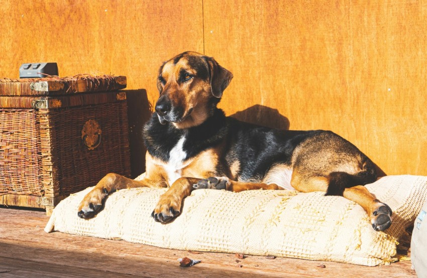 a dog laying on a pillow in front of a wooden wall momHN