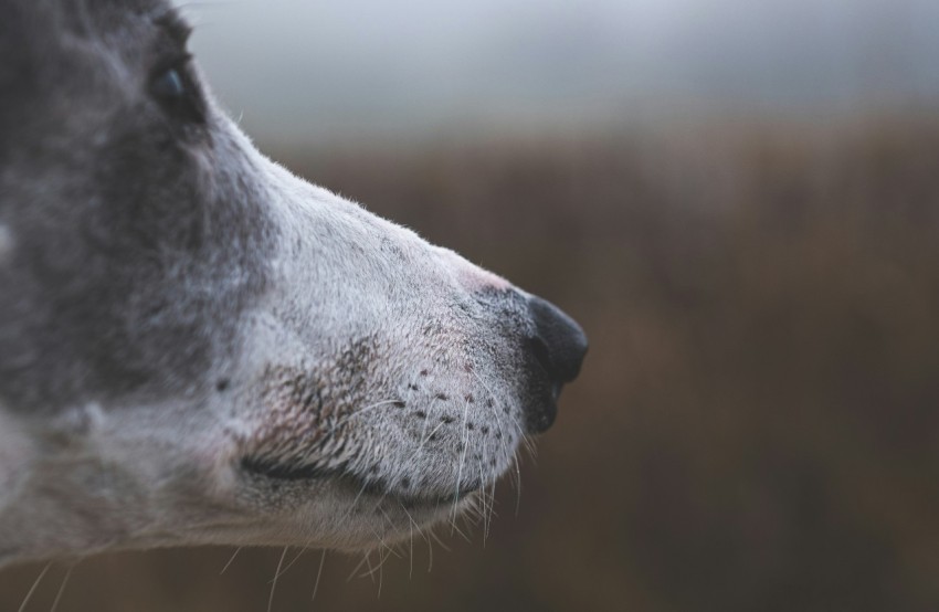 a close up of a dog with a blurry background L3Xci