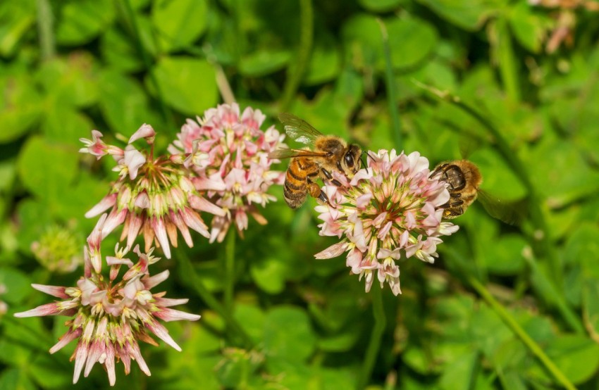 a couple of bees sitting on top of a pink flower