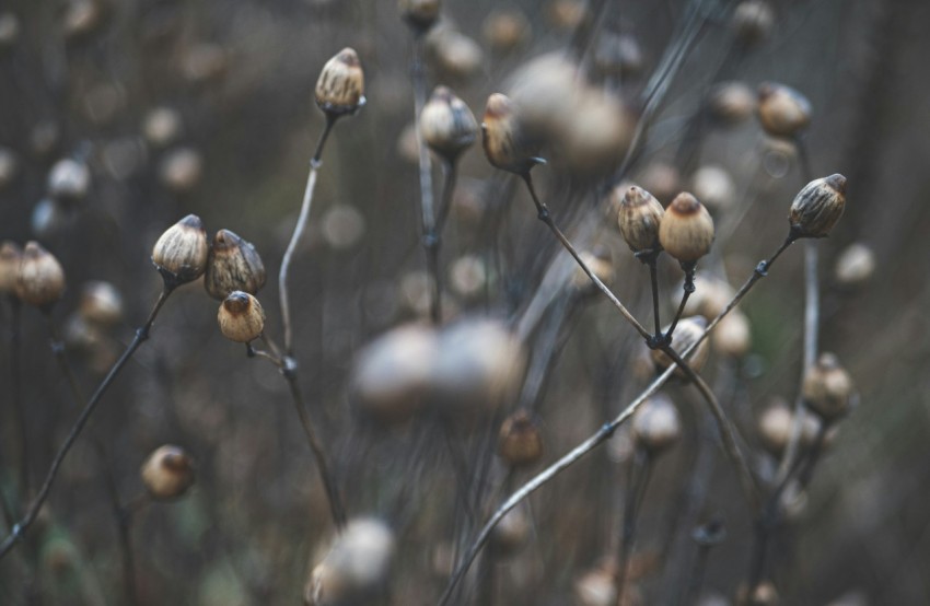 a close up of a bunch of flowers in a field