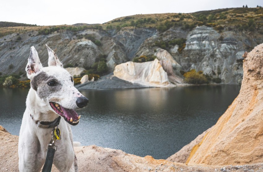 a white dog standing on top of a rocky hillside