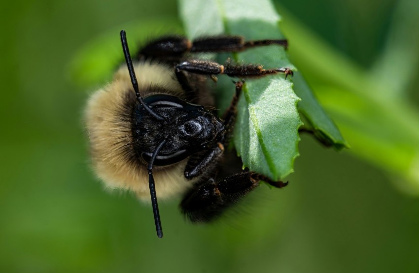 a close up of a bee on a leaf